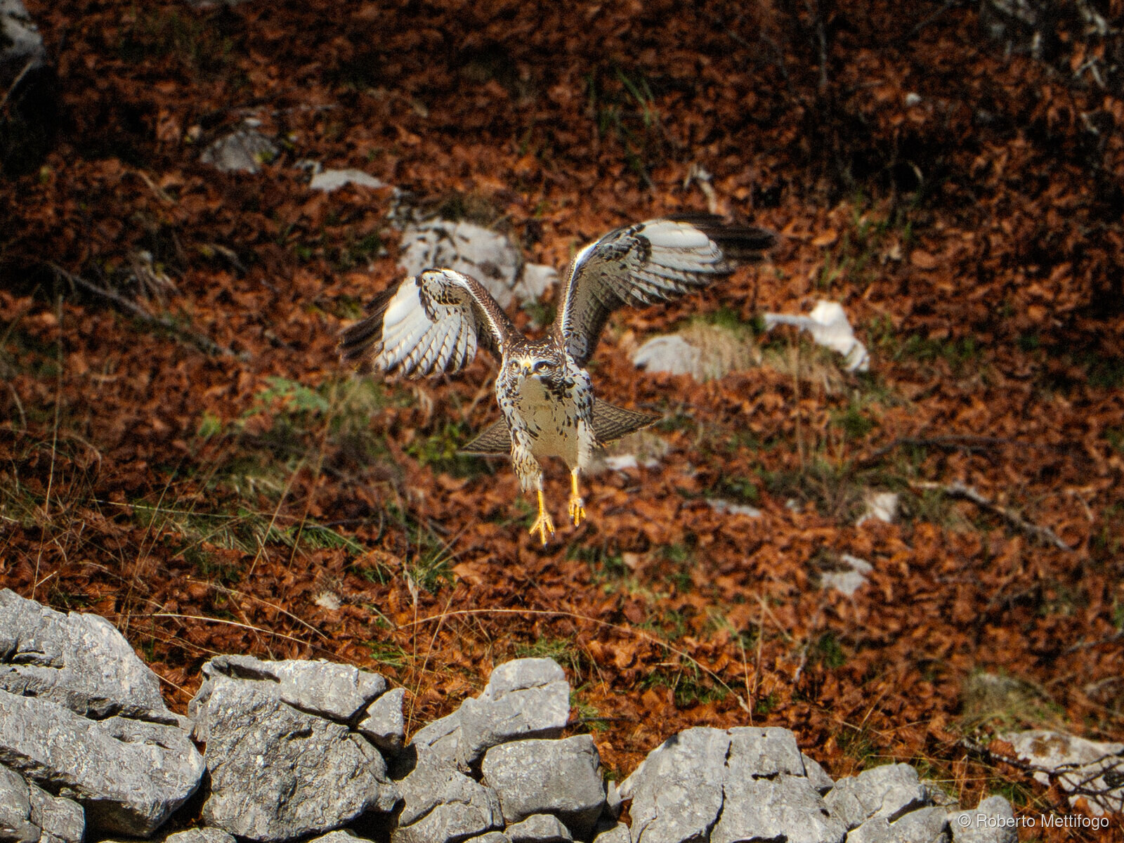 Paesaggio e wildlife della Lessinia e del Monte Baldo, Roberto Mettifogo Luce² · Verona (11)