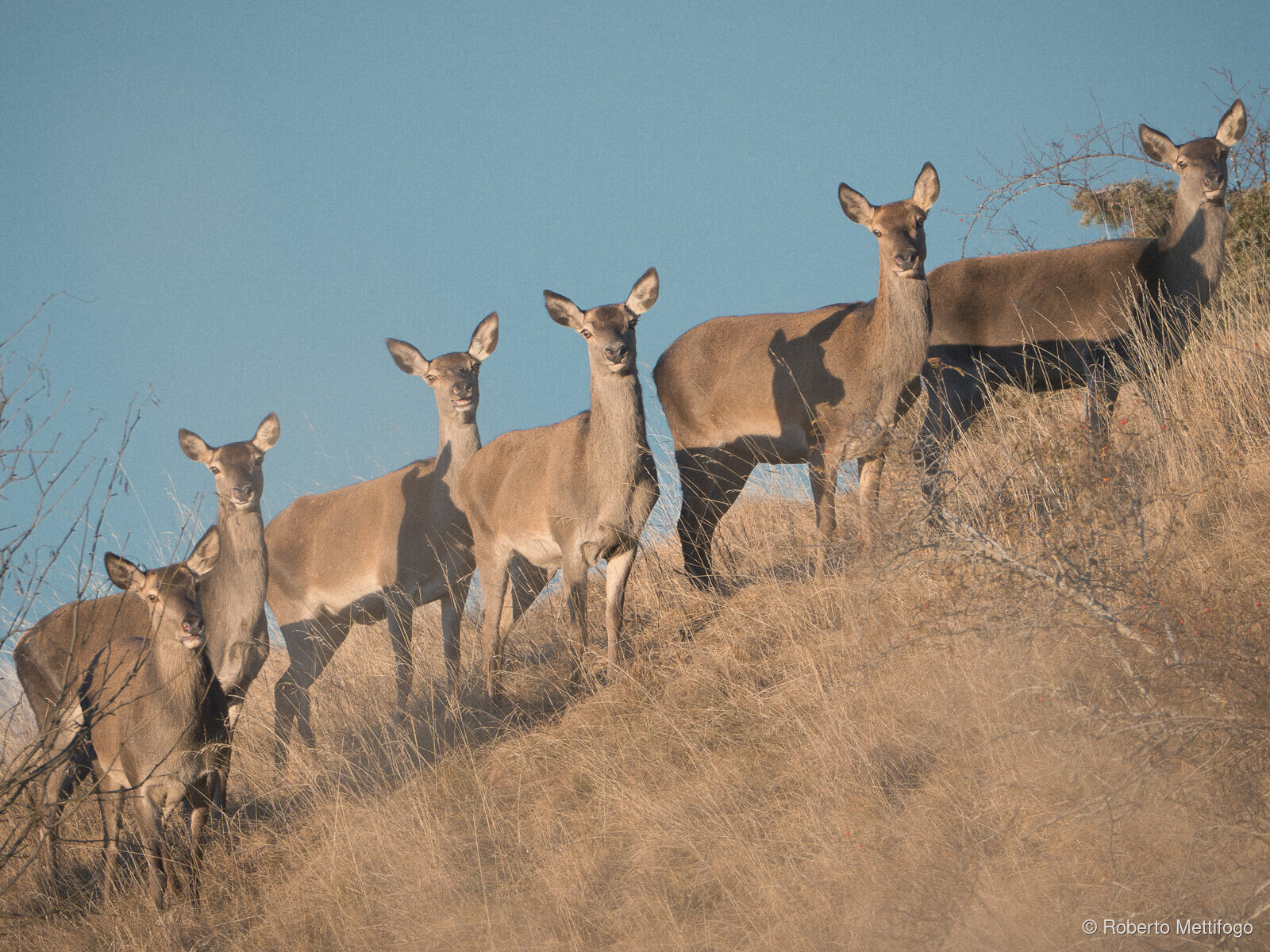 Paesaggio e wildlife della Lessinia e del Monte Baldo, Roberto Mettifogo Luce² · Verona (13)
