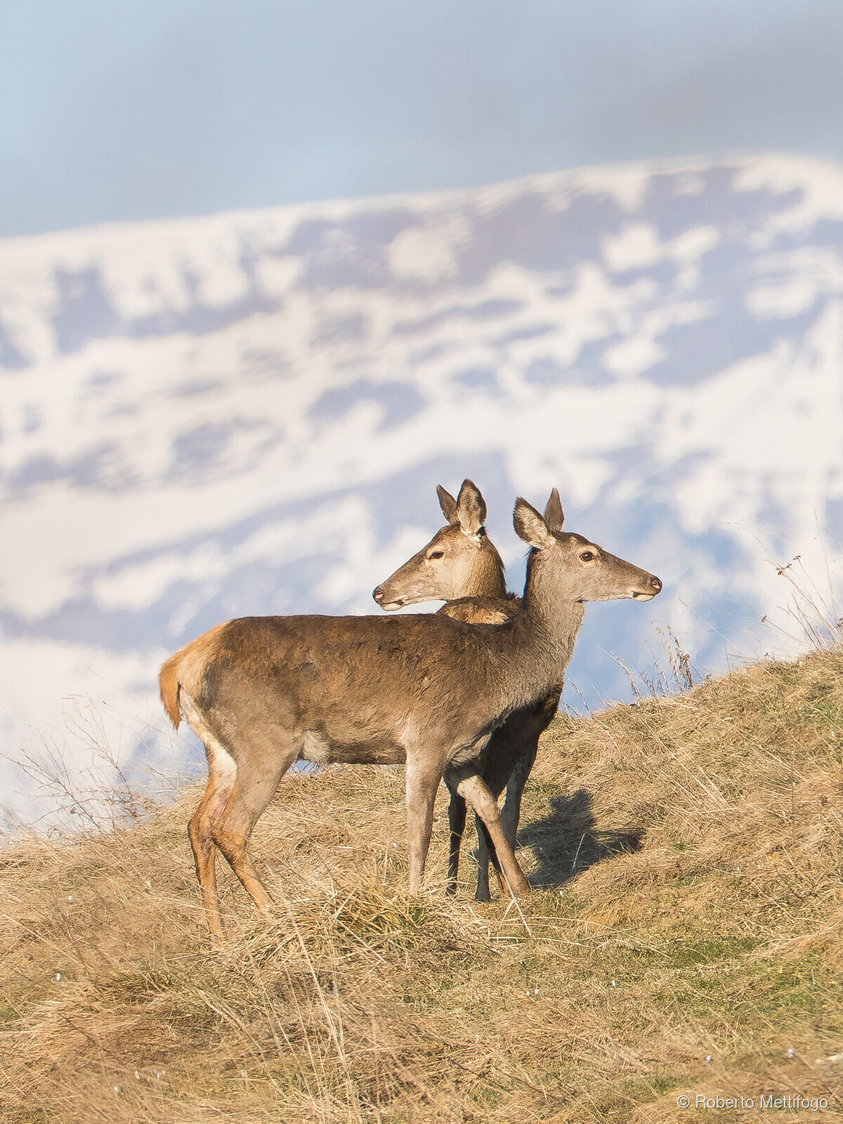 Paesaggio e wildlife della Lessinia e del Monte Baldo, Roberto Mettifogo Luce² · Verona (16)