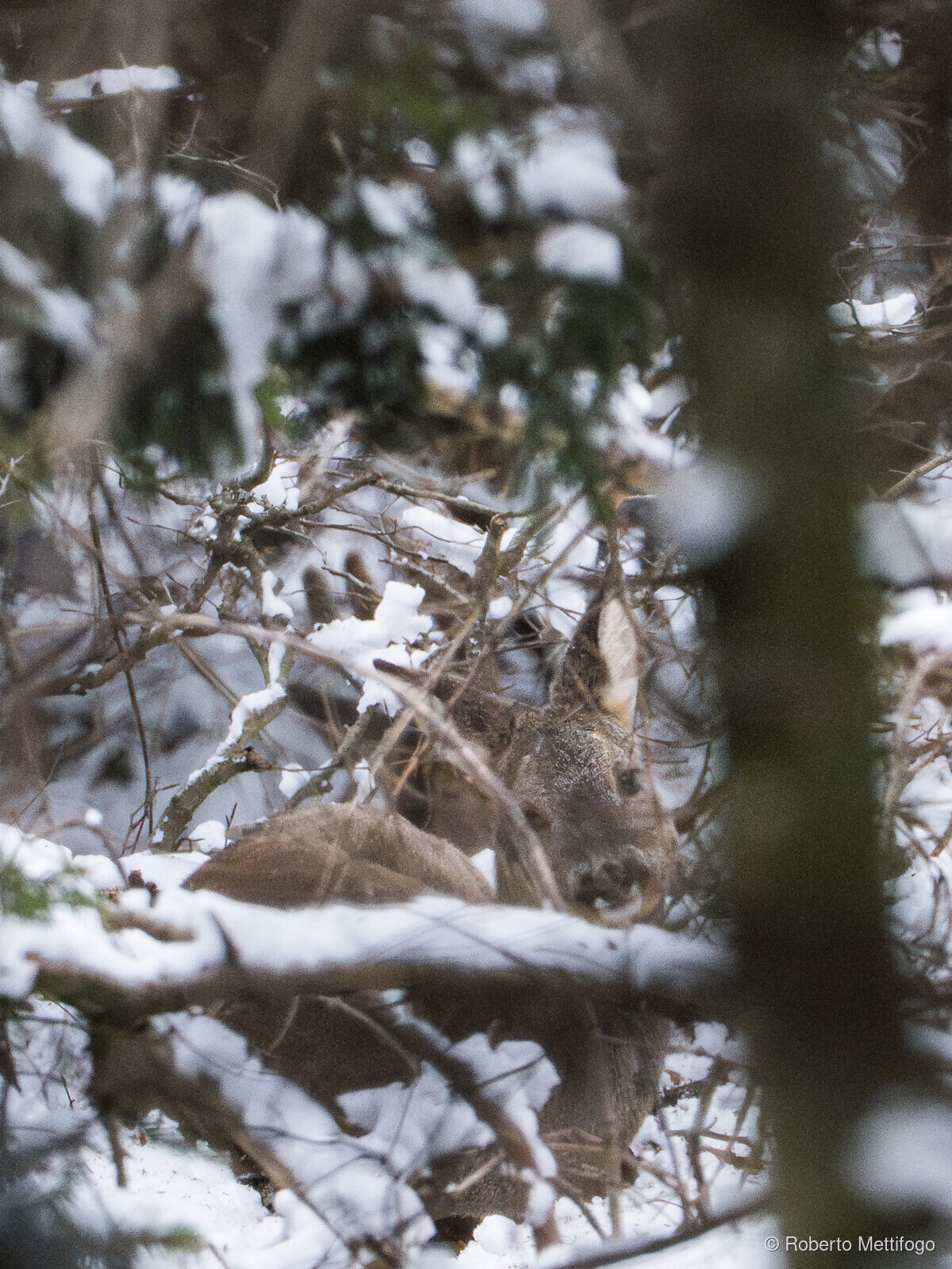 Paesaggio e wildlife della Lessinia e del Monte Baldo, Roberto Mettifogo Luce² · Verona (17)