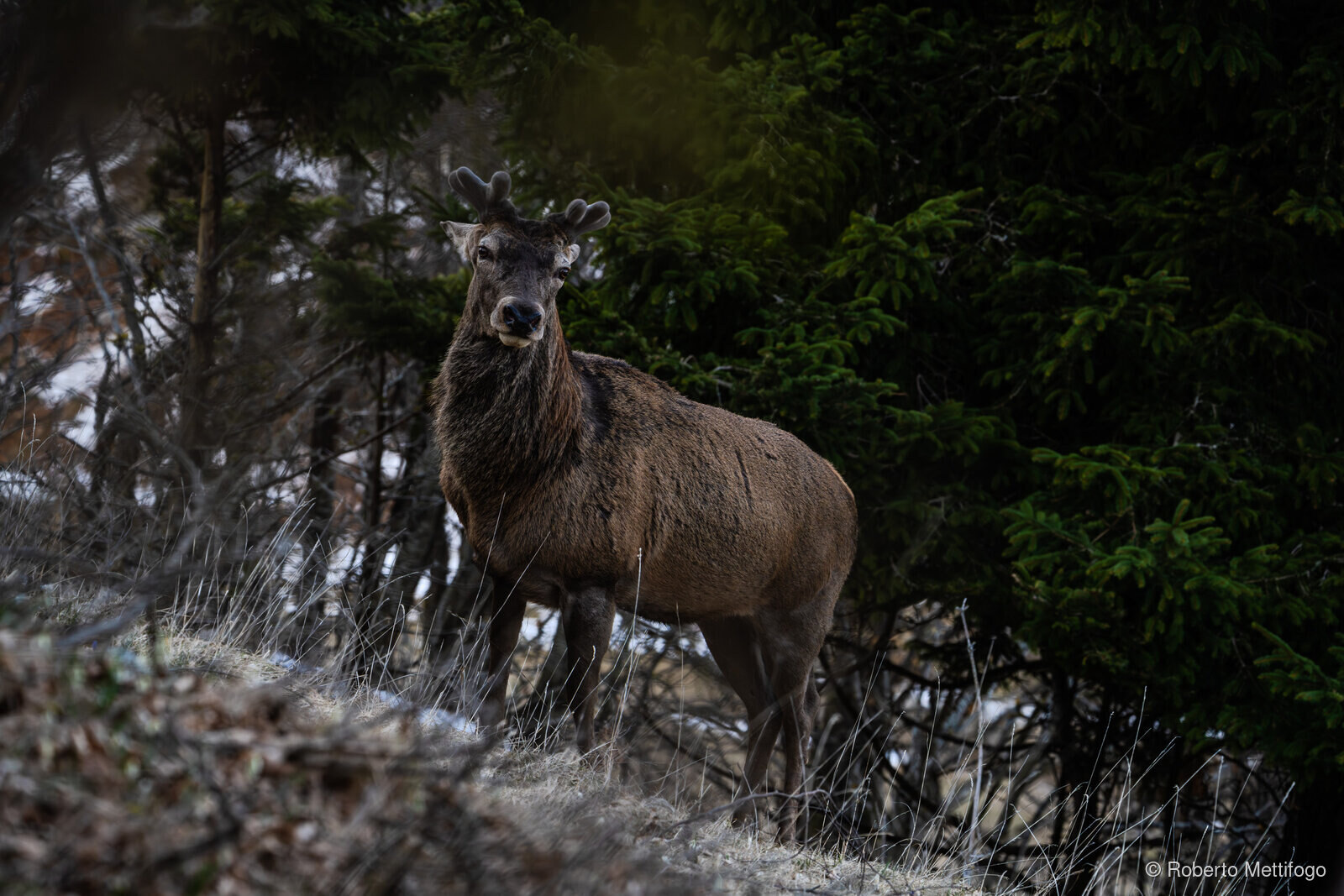 Paesaggio e wildlife della Lessinia e del Monte Baldo, Roberto Mettifogo Luce² · Verona (20)
