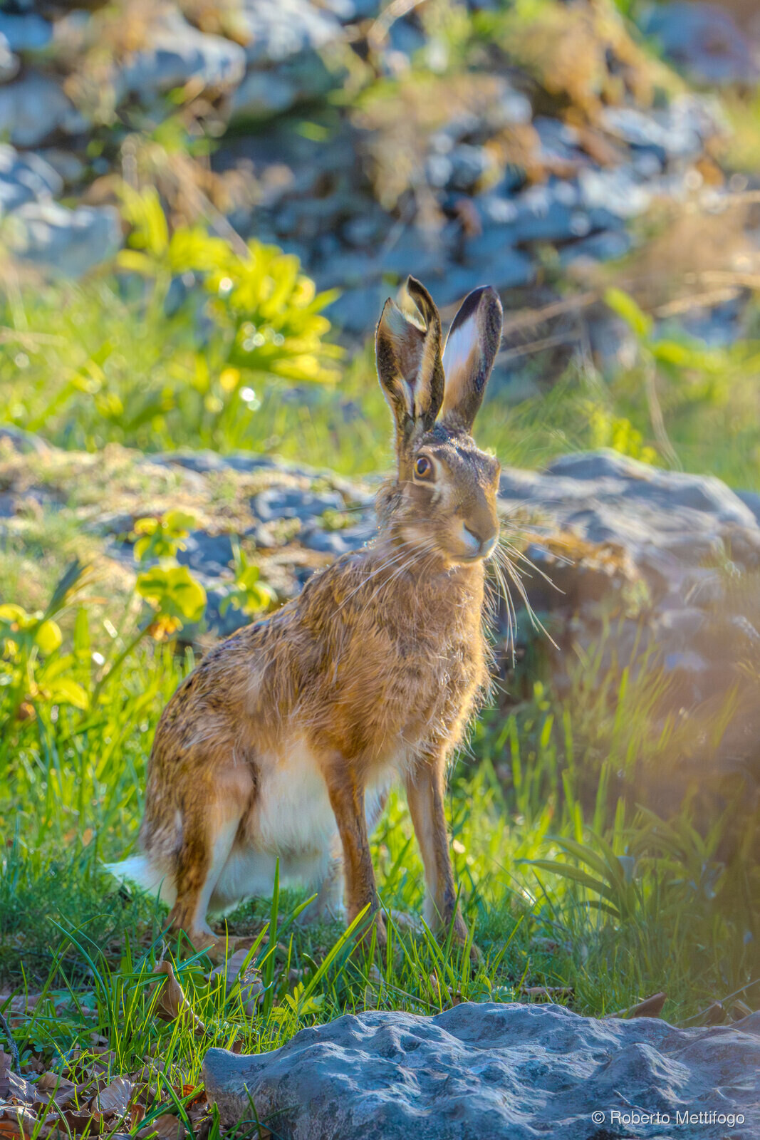 Paesaggio e wildlife della Lessinia e del Monte Baldo, Roberto Mettifogo Luce² · Verona (23)