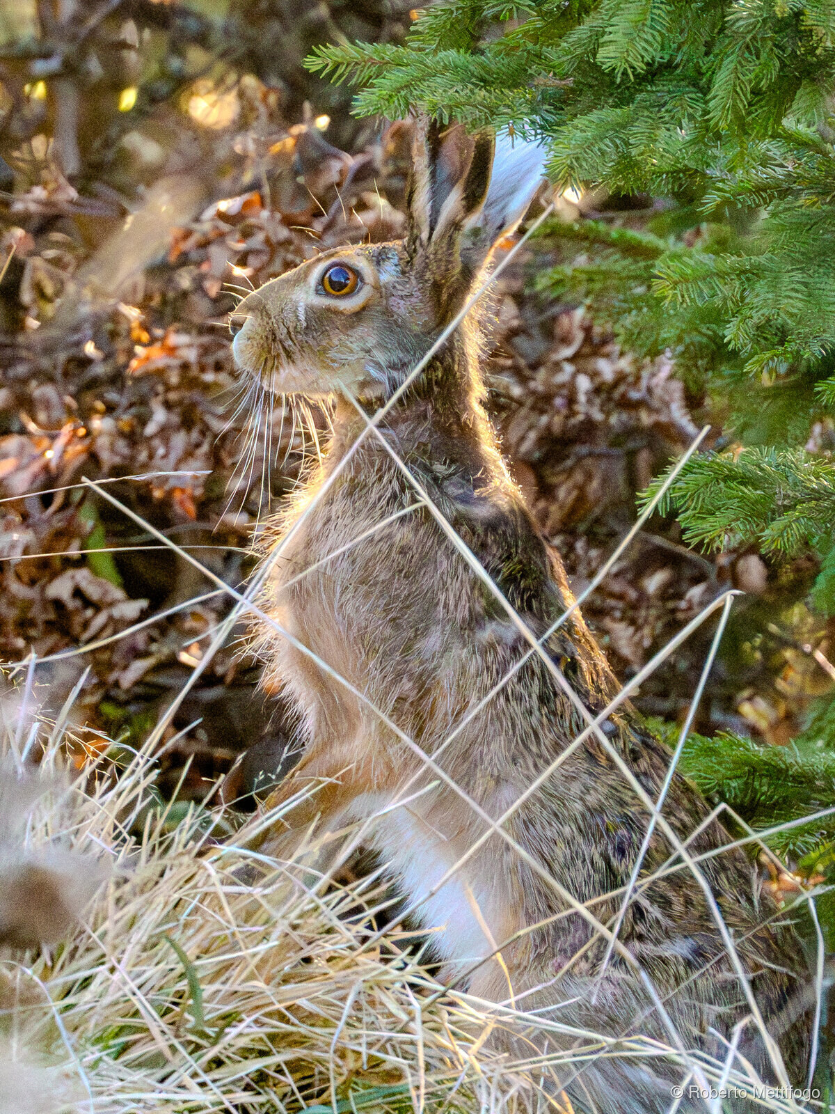 Paesaggio e wildlife della Lessinia e del Monte Baldo, Roberto Mettifogo Luce² · Verona (25)