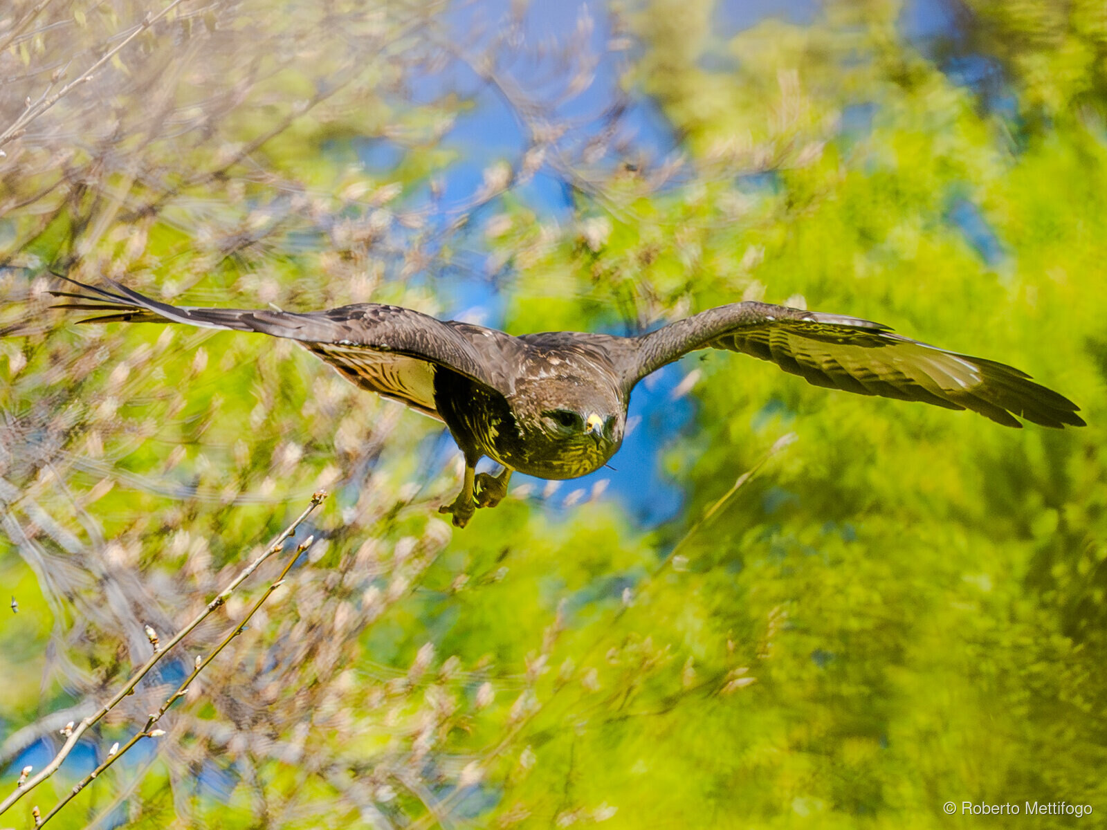 Paesaggio e wildlife della Lessinia e del Monte Baldo, Roberto Mettifogo Luce² · Verona (26)