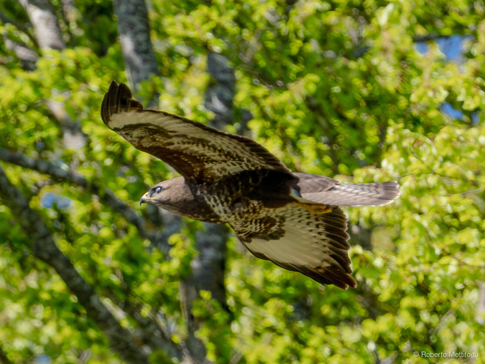 Paesaggio e wildlife della Lessinia e del Monte Baldo, Roberto Mettifogo Luce² · Verona (27)