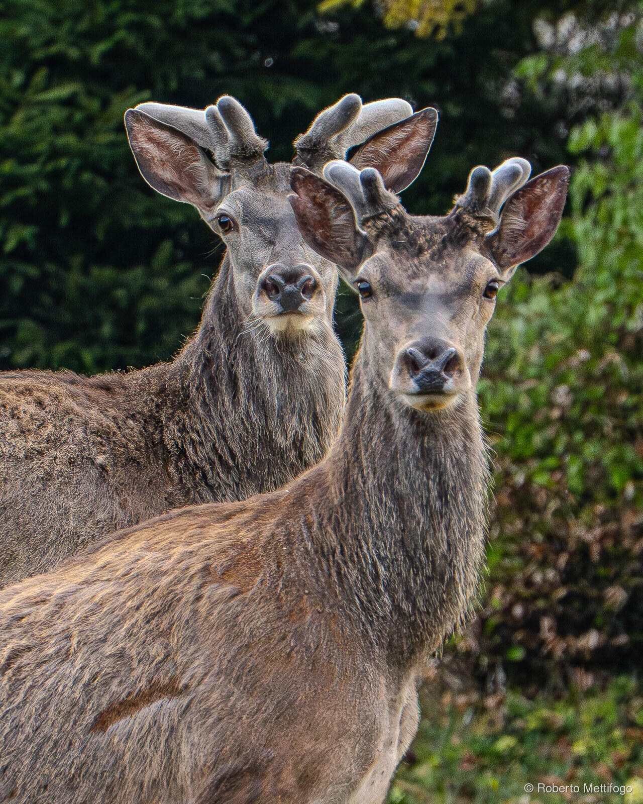 Paesaggio e wildlife della Lessinia e del Monte Baldo, Roberto Mettifogo Luce² · Verona (30)