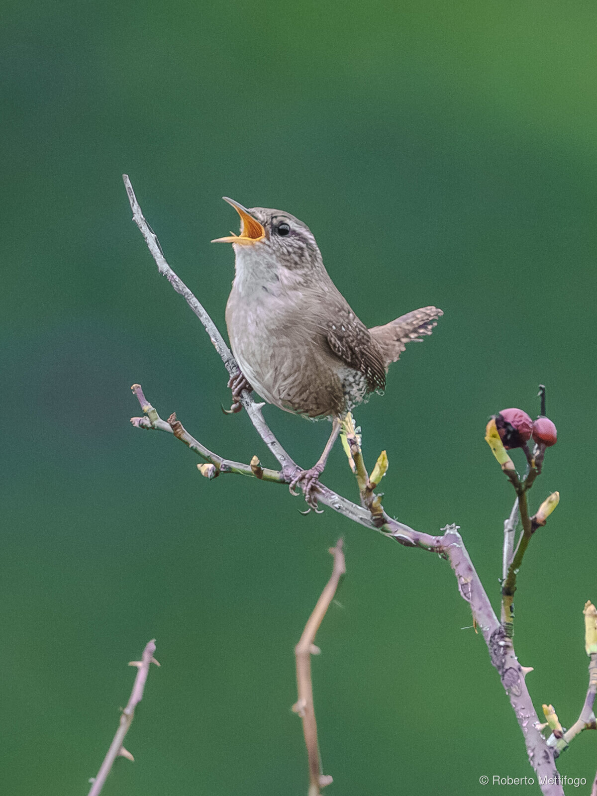 Paesaggio e wildlife della Lessinia e del Monte Baldo, Roberto Mettifogo Luce² · Verona (35)