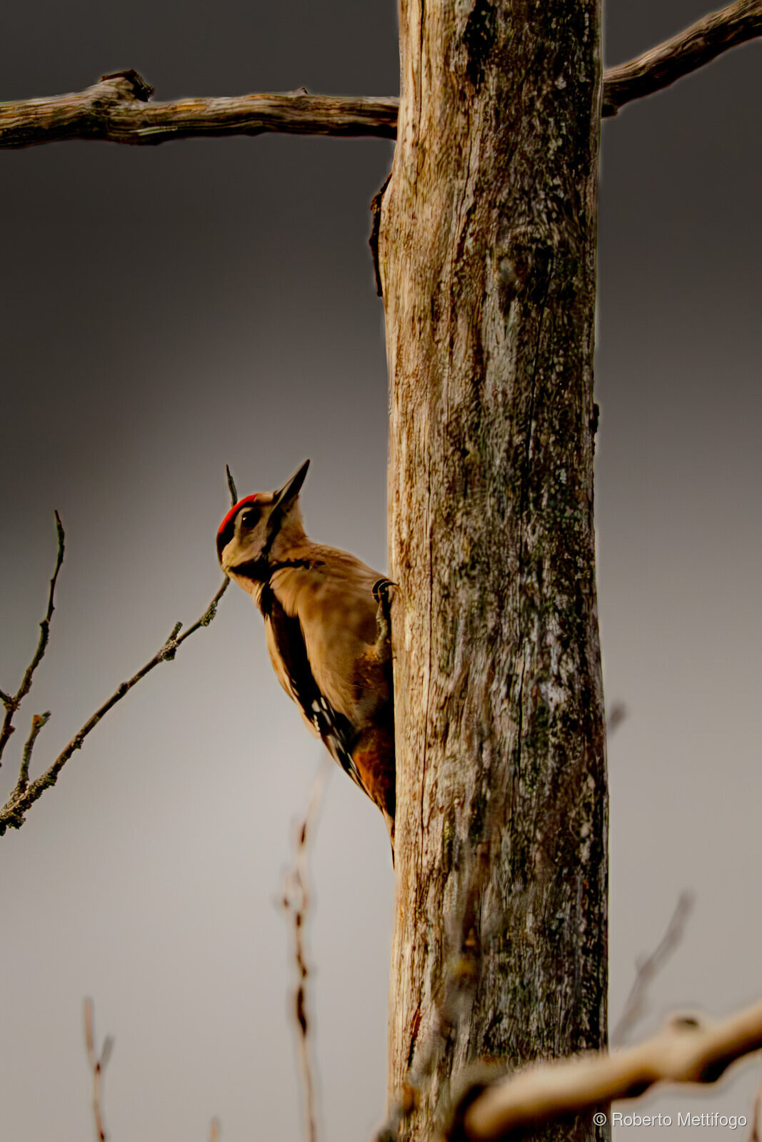 Paesaggio e wildlife della Lessinia e del Monte Baldo, Roberto Mettifogo Luce² · Verona (40)