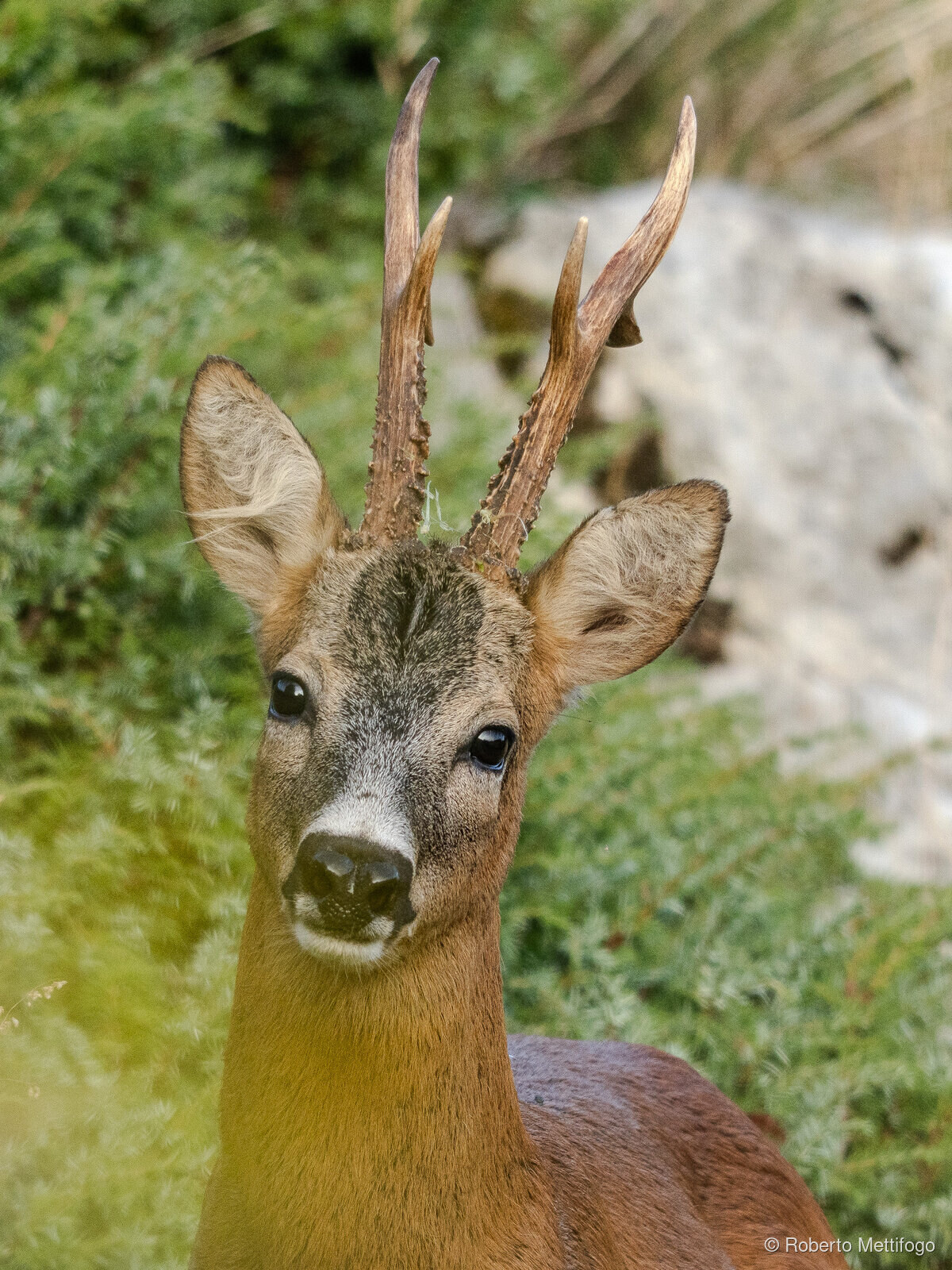 Paesaggio e wildlife della Lessinia e del Monte Baldo, Roberto Mettifogo Luce² · Verona (45)