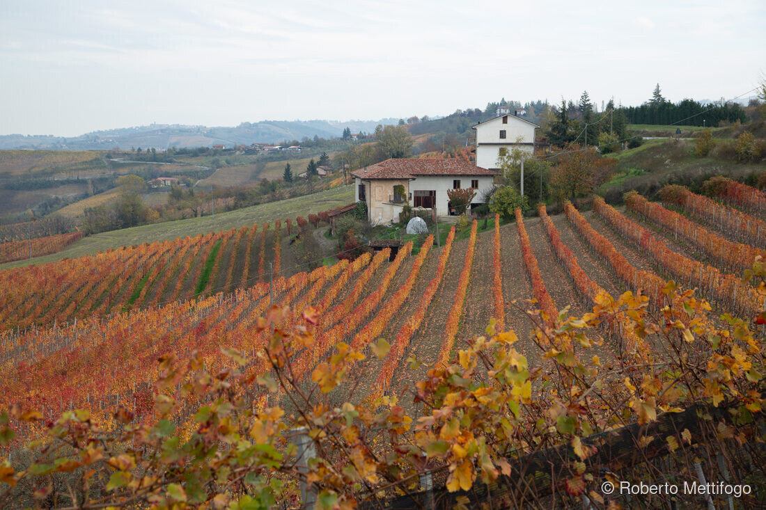 Fotografia del vino, vigneti e uva, Roberto Mettifogo Luce² · Nord Italia (03)
