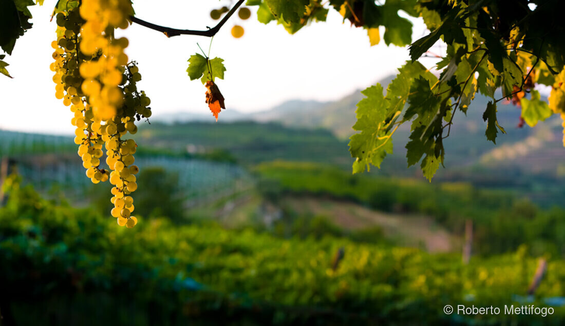 Fotografia del vino, vigneti e uva, Roberto Mettifogo Luce² · Nord Italia (05)