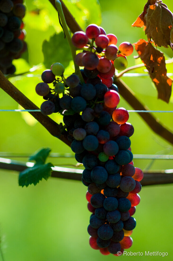Fotografia del vino, vigneti e uva, Roberto Mettifogo Luce² · Nord Italia (08)