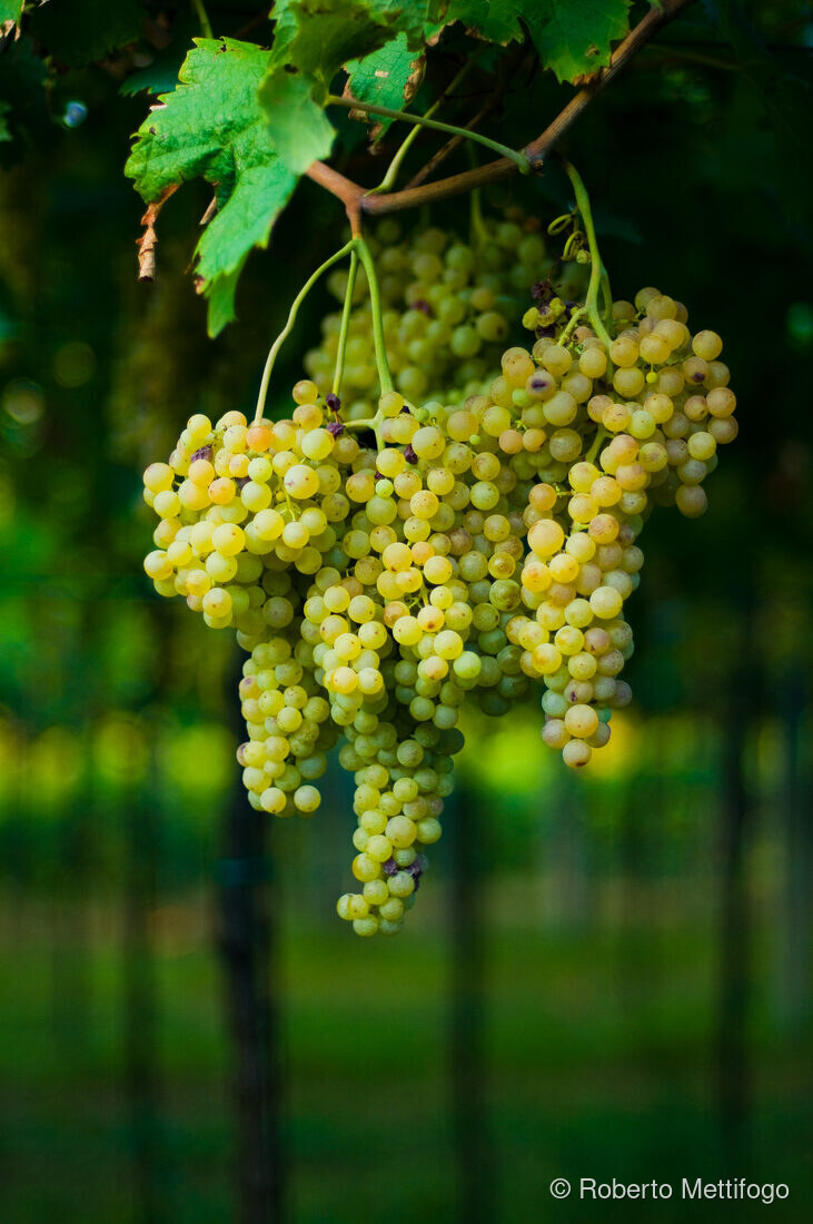 Fotografia del vino, vigneti e uva, Roberto Mettifogo Luce² · Nord Italia (09)