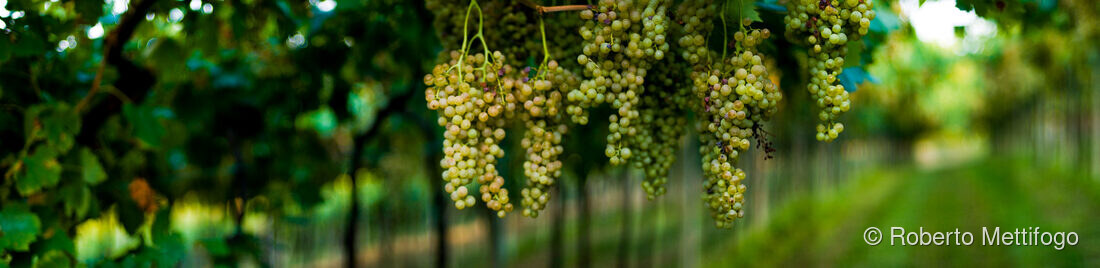 Fotografia del vino, vigneti e uva, Roberto Mettifogo Luce² · Nord Italia (12)